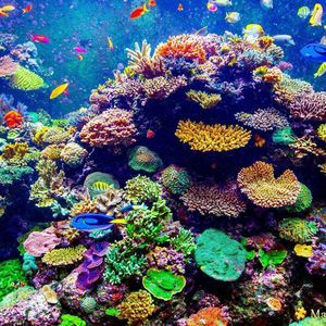 Meet your Posher, Dora